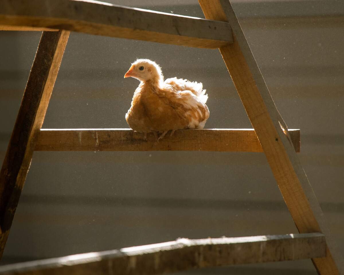 Pollito a contraluz