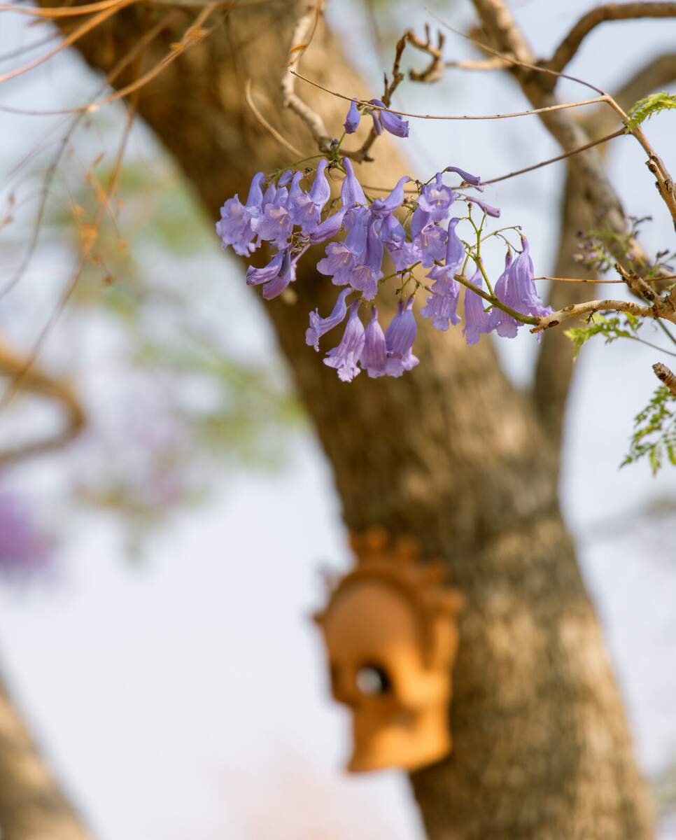 Flores de jacaranda
