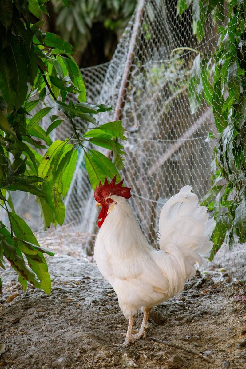 Gallo blanco